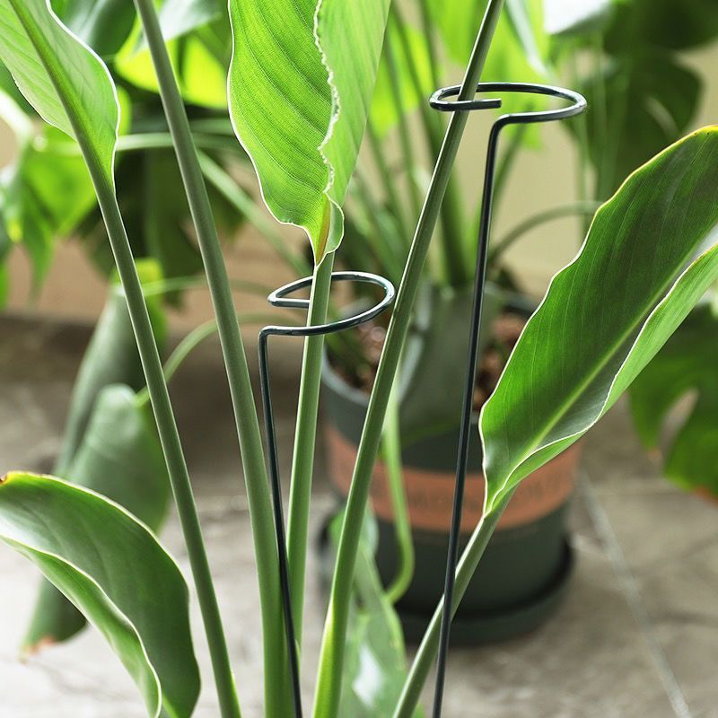 Anillo de estaca de soporte pa - Florist Supply Bulk reseña y precio